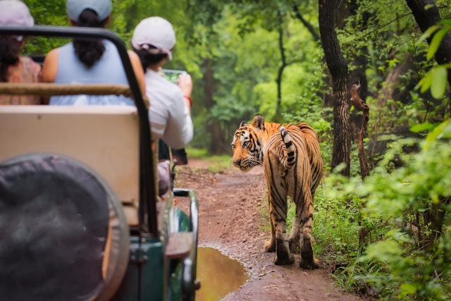 Ranthambore Nationalpark Safari