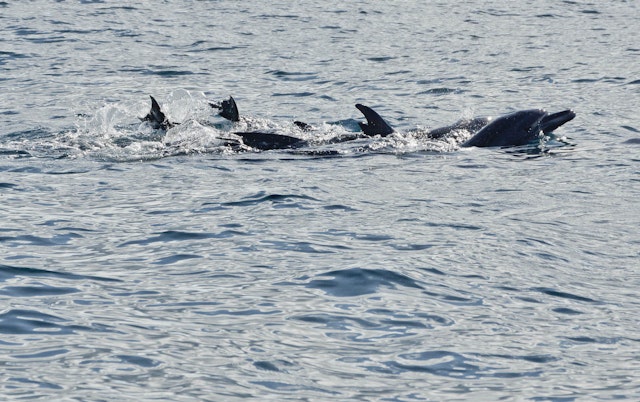 Observez des baleines & des dauphins