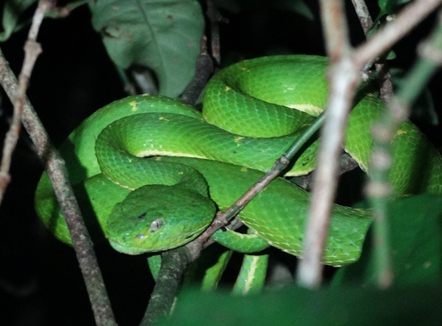 Forêt tropicale de Monteverde de nuit