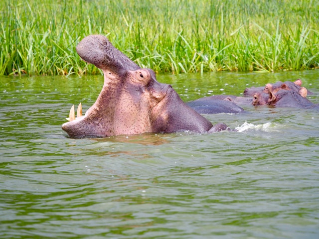 Bootsfahrt auf dem Kazinga