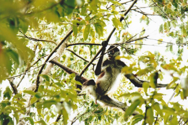 Cours de cuisine et de nature