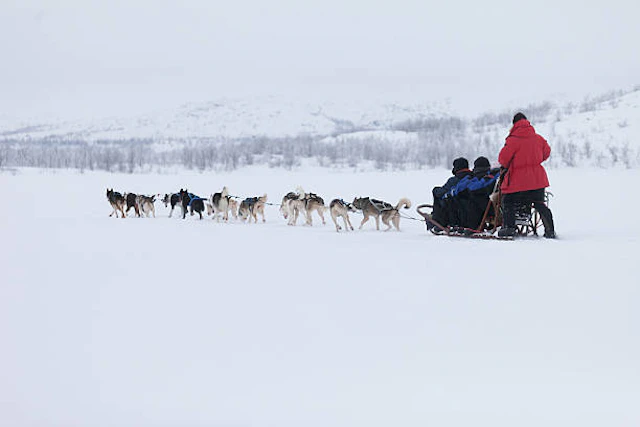 Husky-Tour in Lappland