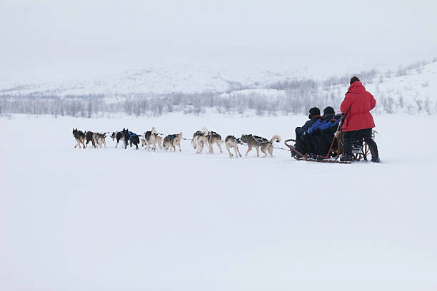 Husky-Tour in Lappland