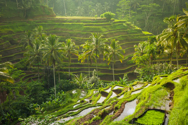 Aventure en ATV à Bali