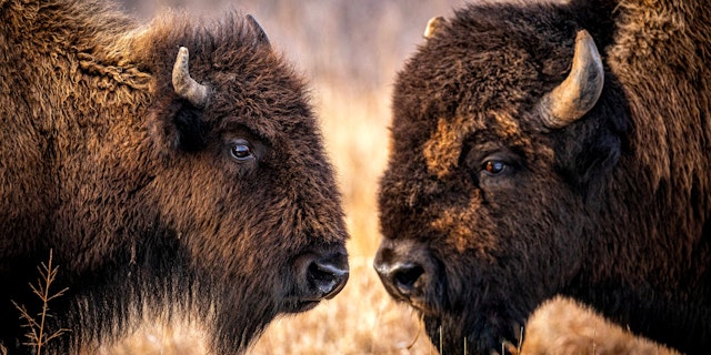 Grand Teton National Park-3