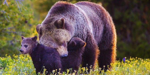 Grand Teton National Park-5