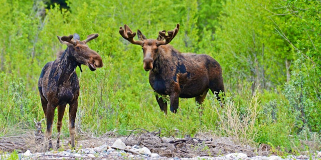 Grand Teton National Park-1