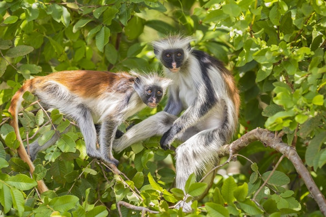 Pwani Mchangani-2
