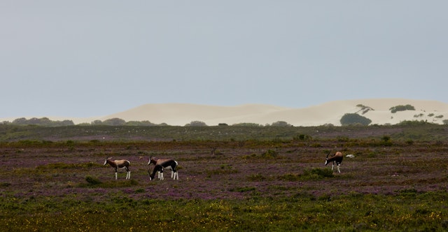 Abenteuer und Natur im Western Cape