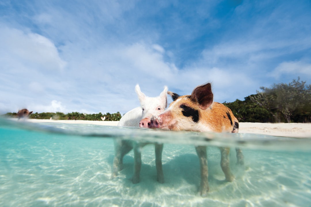 Südsee Inselhopping auf den Bahamas