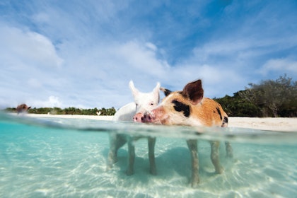 Südsee Inselhopping mit New Providence, Exumas und Cat Island - Image 3