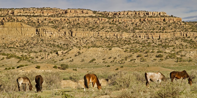Gallup-5
