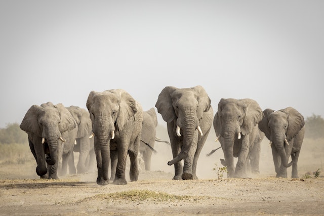 Savute - Chobe National Park-2