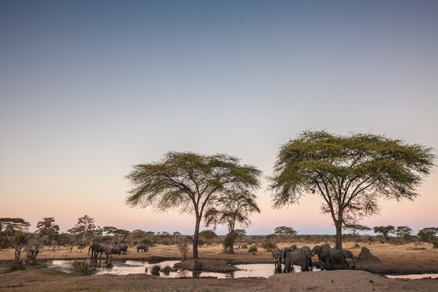 Savuti - Chobe National Park-1