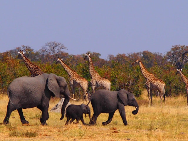 Savuti - Chobe National Park-3