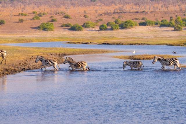 Savuti - Chobe National Park-0