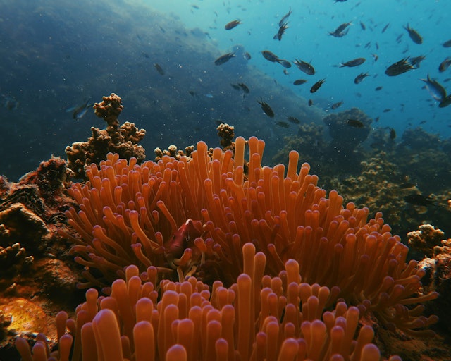 Koh Tao-3