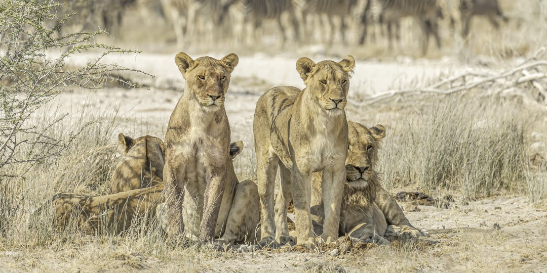 Rundreise Namibia & Botswana: Victoria Falls als Selbstfahrer