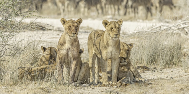 Rundreise Namibia & Botswana: Victoria Falls als Selbstfahrer