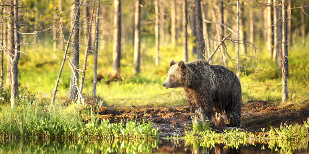 Finnland Rundreise 10 Tage: Nordfinnlands Natur und Küste mit dem Mietwagen