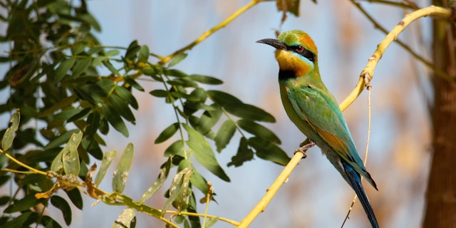 Kununurra-6