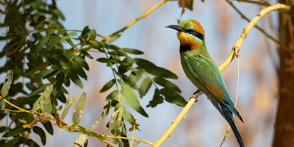 Voyage au nord d'Australie - Image 3