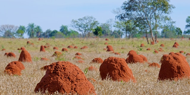 Northern Pantanal -7