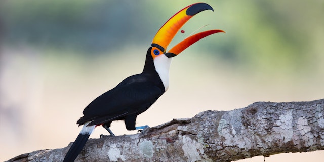 Northern Pantanal -1