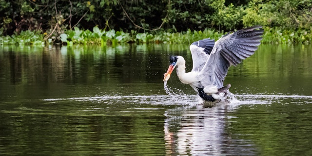 Northern Pantanal -6