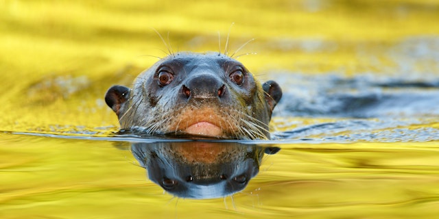 Northern Pantanal -3
