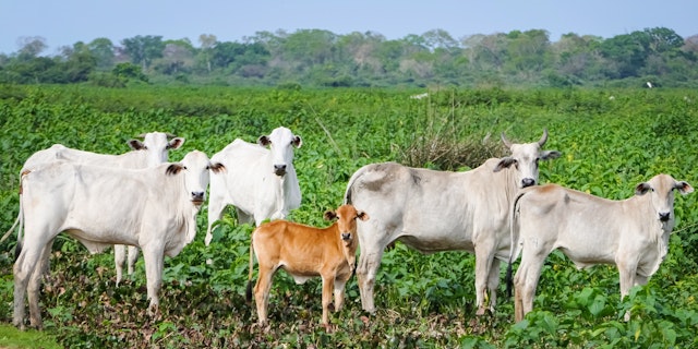 Northern Pantanal -5
