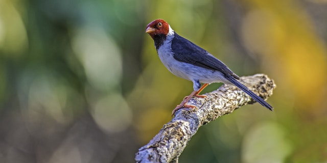 Northern Pantanal -4