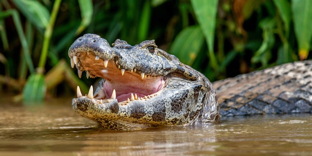 Northern Pantanal -2