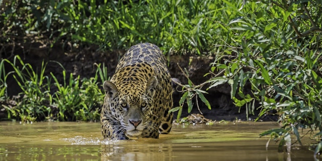 Northern Pantanal -9