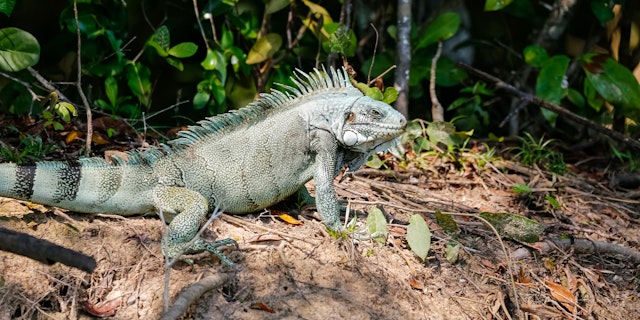 Northern Pantanal -8
