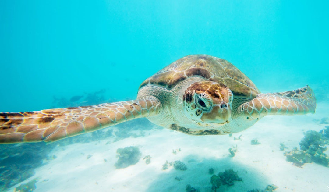 Bahamas Inselhopping Tour: 1 Woche Abenteuer