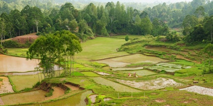 5 Tage Indonesien Erlebnisreise: Sulawesi entdecken - Image 3