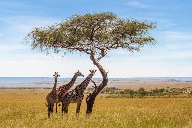 Masai Mara-2
