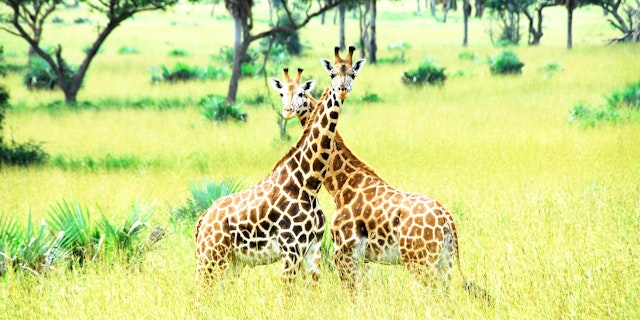 Murchison Falls National Park-2