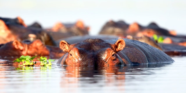 Unvergessliche Abenteuer: Uganda Safari