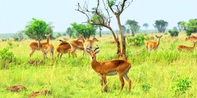 Murchison Falls National Park-3