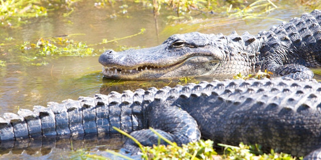 Everglades National Park-8