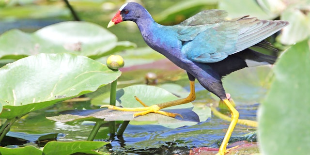 Everglades National Park-3