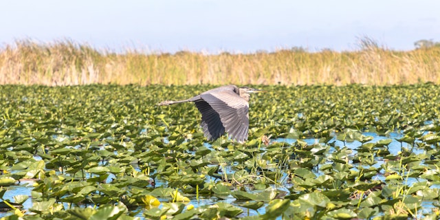 Everglades National Park-9