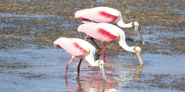 Everglades National Park-6