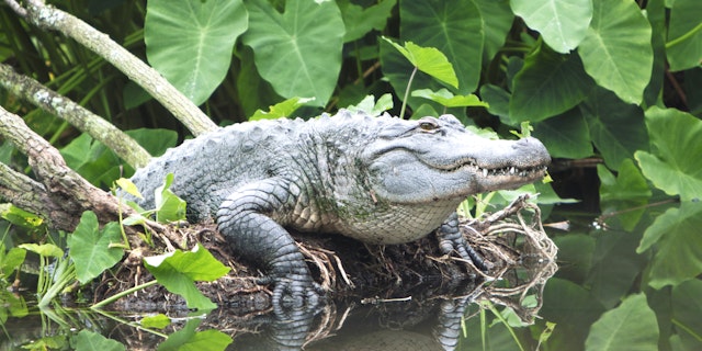 Everglades National Park-1