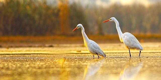Everglades National Park-7
