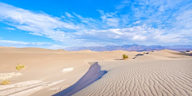 Mesquite-3