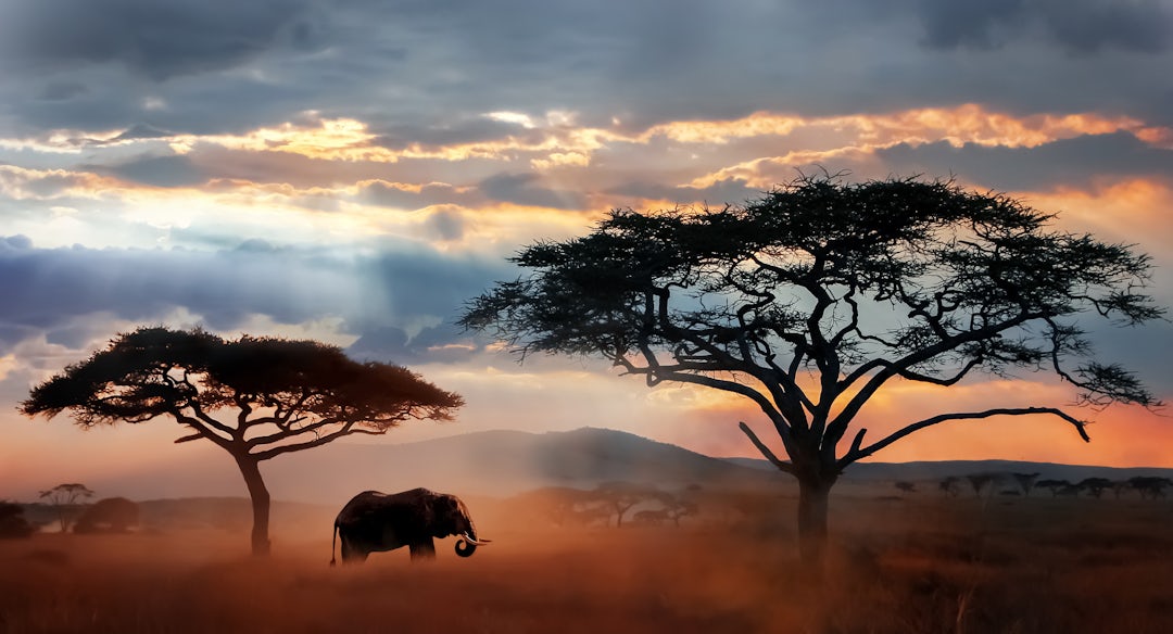 Voyage Inoubliable Tanzanie Zanzibar