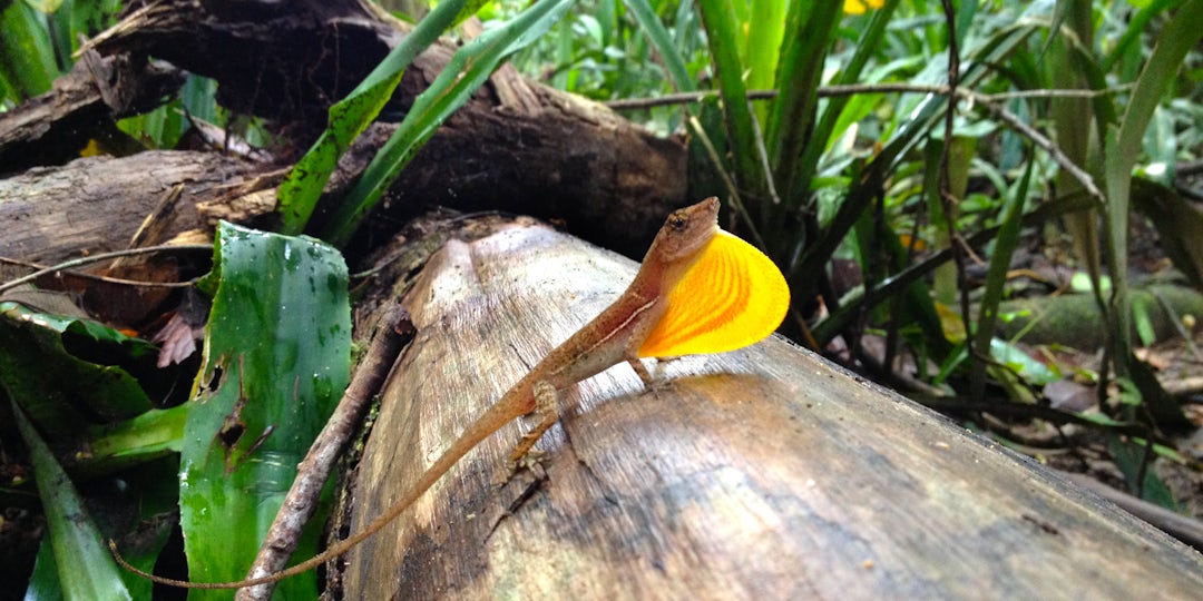 16 Tage Costa Rica: Naturreise